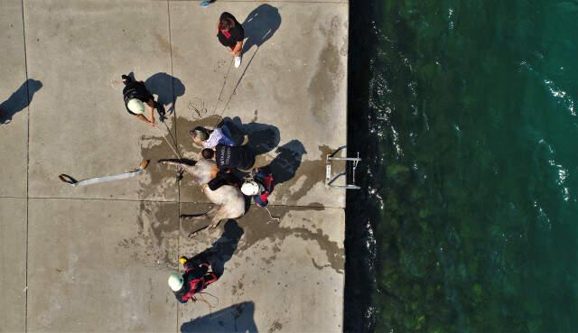 İstanbul'da Akılalmaz Olay! Bindiği Atla Denize Düştü