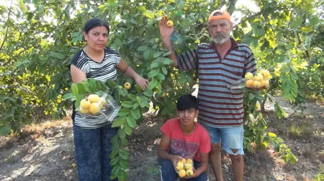 Türkiye'nin İlk Guava Üreticisi! 5 Yıl Önce 5 Fidan Dikerek Başladı Şimdi Yok Satıyor