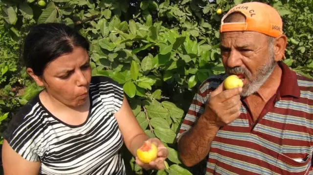 Türkiye'nin İlk Guava Üreticisi! 5 Yıl Önce 5 Fidan Dikerek Başladı Şimdi Yok Satıyor