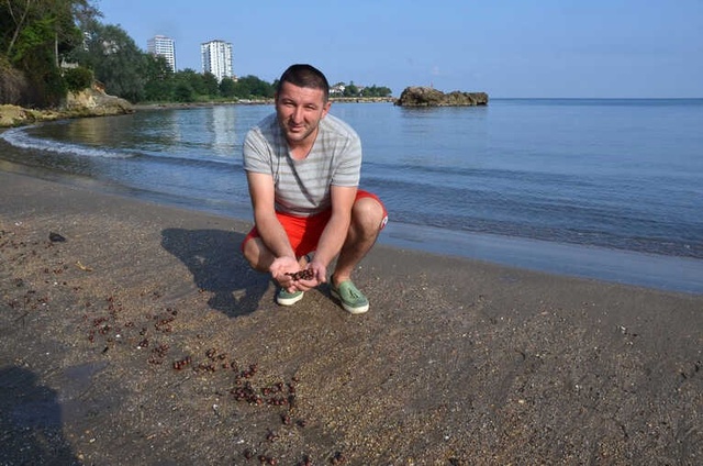 Ordu'da Selin Yuttuğu Tonlarca Fındık Sahile Vurmaya Devam Ediyor