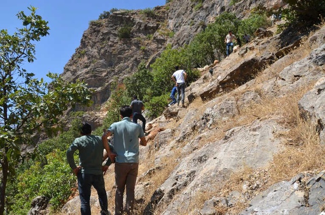 Şırnak'ta, Kayalıklardan Düşen 200 Koyun ve Keçi Telef Oldu
