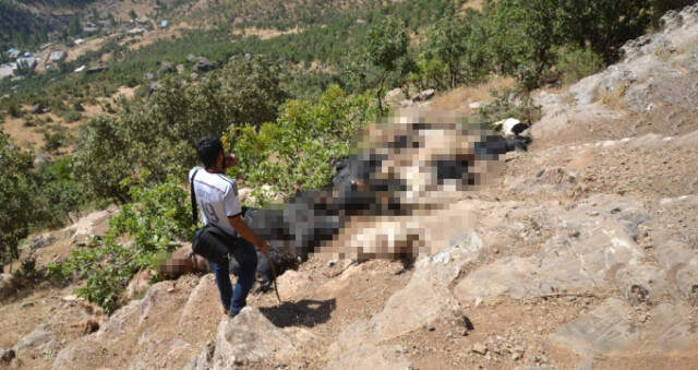 Şırnak'ta, Kayalıklardan Düşen 200 Koyun ve Keçi Telef Oldu