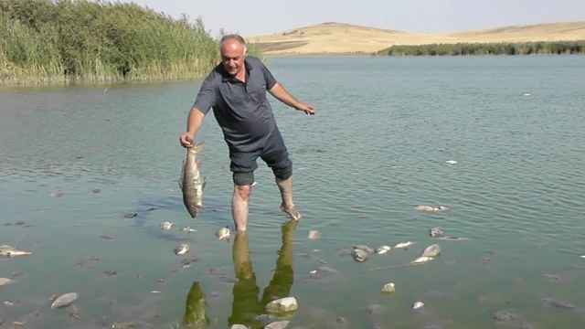 Konya'da Korkutan Balık Ölümleri! Binlercesi Kıyıya Vurdu