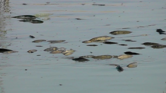 Konya'da Korkutan Balık Ölümleri! Binlercesi Kıyıya Vurdu