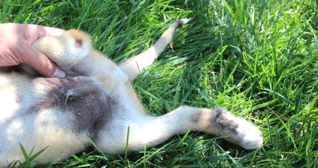 2 Yavru Köpeğin Ayaklarını Kestiler 2 Yavru Köpeğin Ayaklarını Kestiler