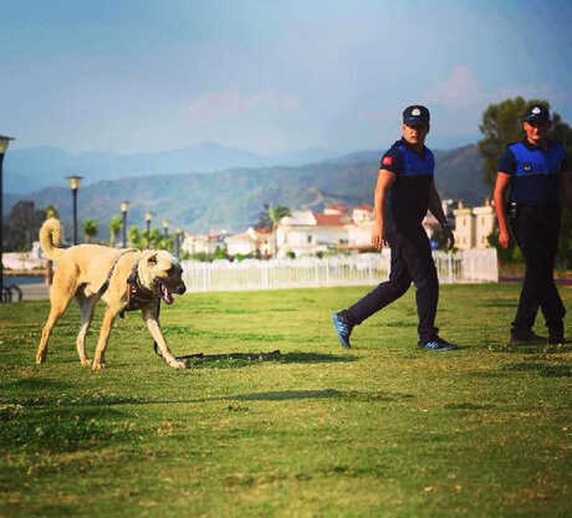 Sahibinin Aracının Arkasına Bağlayıp Sürüklediği Köpek, 'Zabıta' Oldu