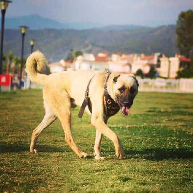 Sahibinin Aracının Arkasına Bağlayıp Sürüklediği Köpek, 'Zabıta' Oldu