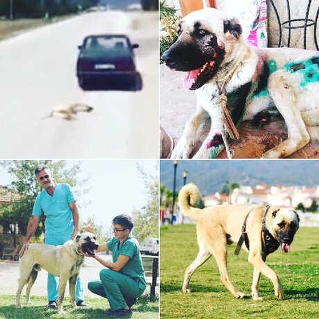 Sahibinin Aracının Arkasına Bağlayıp Sürüklediği Köpek, 'Zabıta' Oldu