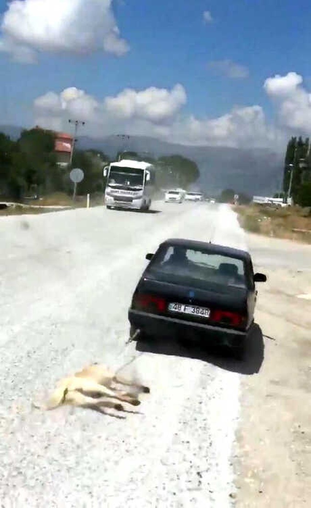 Sahibinin Aracının Arkasına Bağlayıp Sürüklediği Köpek, 'Zabıta' Oldu