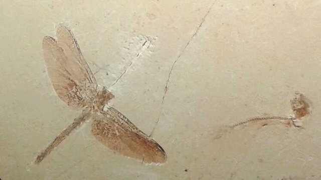 Brezilya'da Yanan 200 Yıllık Müzede Hangi Eserler Vardı?