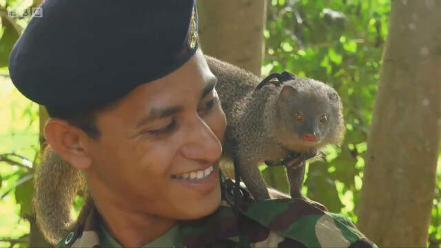 Sri Lanka Ordusu, Mayın ve Patlayıcı Bulmak İçin Firavun Farelerini Eğitiyor