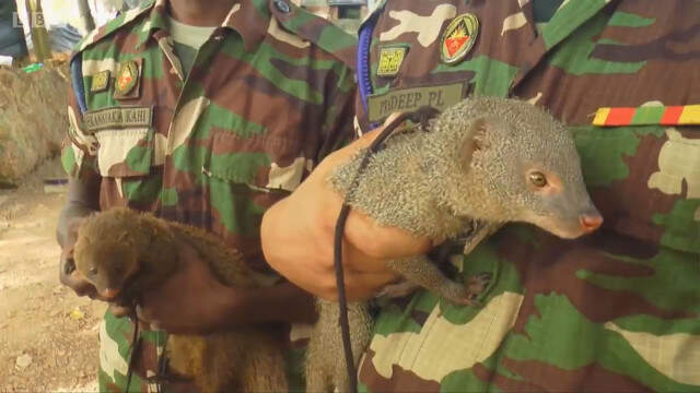 Sri Lanka Ordusu, Mayın ve Patlayıcı Bulmak İçin Firavun Farelerini Eğitiyor