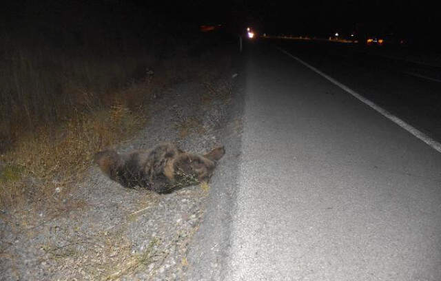 Sivas - Minibüsün Çarptığı 'Ayı' Telef Oldu Sürücü, Ayıya Çarptığını Anlayınca Korktu, 1 Kilometre Uzaklaşıp Polise Haber Verdi