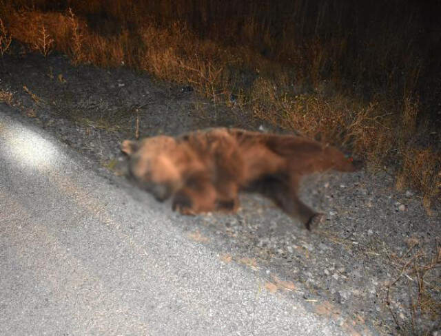Sürücü, Ayıya Çarptığını Anlayınca Korktu, 1 Kilometre Uzaklaşıp Polise Haber Verdi Sürücü, Ayıya Çarptığını Anlayınca Korktu, 1 Kilometre Uzaklaşıp Polise Haber Verdi