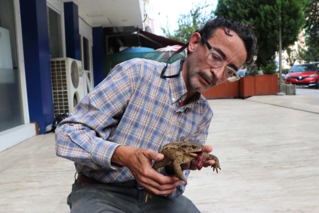 Bir Vatandaş, Evinin Bahçesinde Bulduğu Yaralı Kurbağayı Tedavi Ettirmek İçin 27 Kilometre Yol Katetti