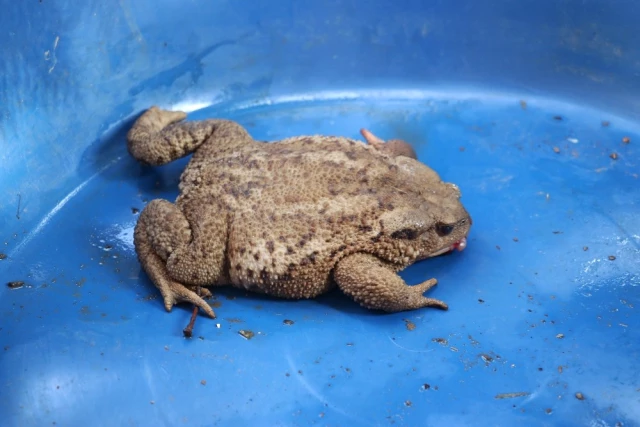 Bir Vatandaş, Evinin Bahçesinde Bulduğu Yaralı Kurbağayı Tedavi Ettirmek İçin 27 Kilometre Yol Katetti
