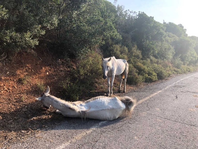 İstanbul Büyükada'da Yaralı Halde Can Çekişen At, Yürekleri Sızlattı