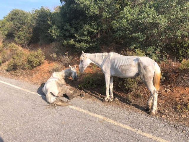 İstanbul Büyükada'da Yaralı Halde Can Çekişen At, Yürekleri Sızlattı