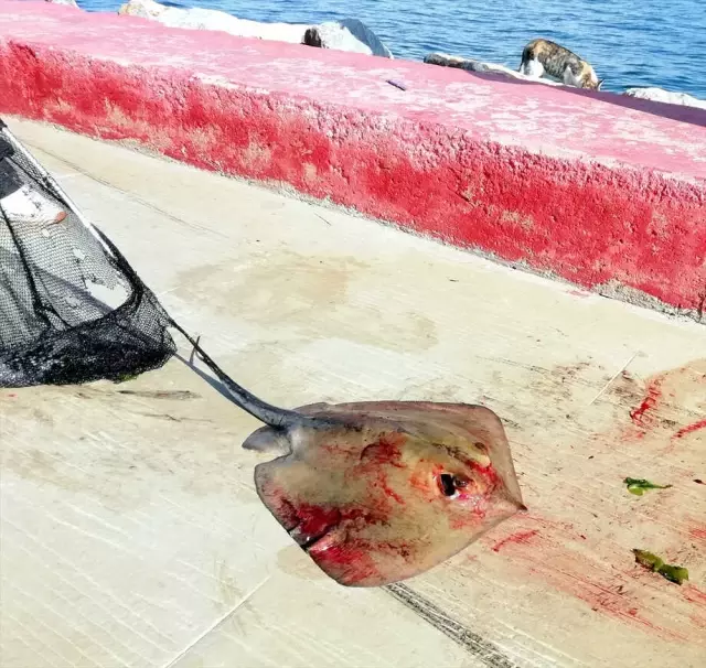 Oltasına İğneli Vatoz Takılan Amatör Balıkçı, Bir İlki Yaşadı