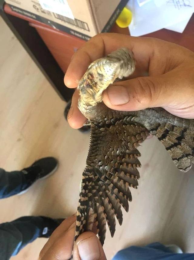 Yaralı Halde Bulunan Boyun Çeviren Kuş, Alelacele Tedaviye Alındı