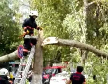 Cuma Namazını Dışarıda Kılan Cemaatin Üzerine Ağaç Düştü