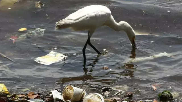 Deniz Canlıları Neden Plastiği Gıda Sanıp Yiyor?