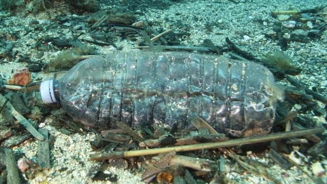 Deniz Canlıları Neden Plastiği Gıda Sanıp Yiyor?