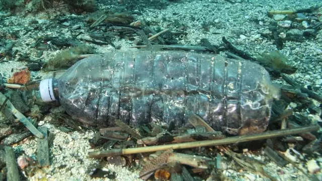 Deniz Canlıları Neden Plastiği Gıda Sanıp Yiyor?