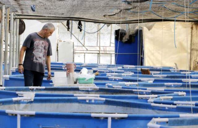 Hobi Olarak Beslediği Cüce Karidesleri 8 Ülkeye İhraç Edecek
