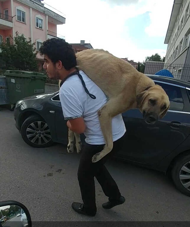 Kocaeli'de Bir Vatandaş, Hasta Köpeği Tedavi Ettirmek İçin 500 Metre Sırtında Taşıyarak Veterinere Götürdü