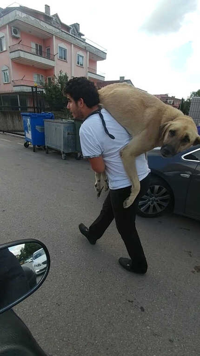 Kocaeli'de Bir Vatandaş, Hasta Köpeği Tedavi Ettirmek İçin 500 Metre Sırtında Taşıyarak Veterinere Götürdü