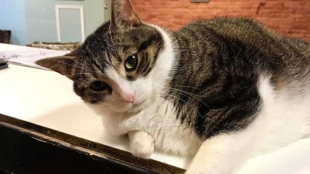Kedi Dede': Fotoğrafları Sayesinde Çalıştığı Hayvan Barınağına Binlerce Dolar Kazandıran Gönüllü