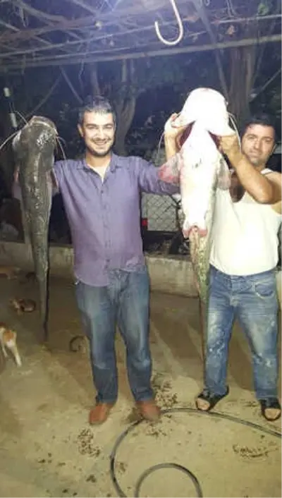 Çine Çayı'nda Amatör Balıkçılar, Kendi Boylarında Balıklar Yakalıyor