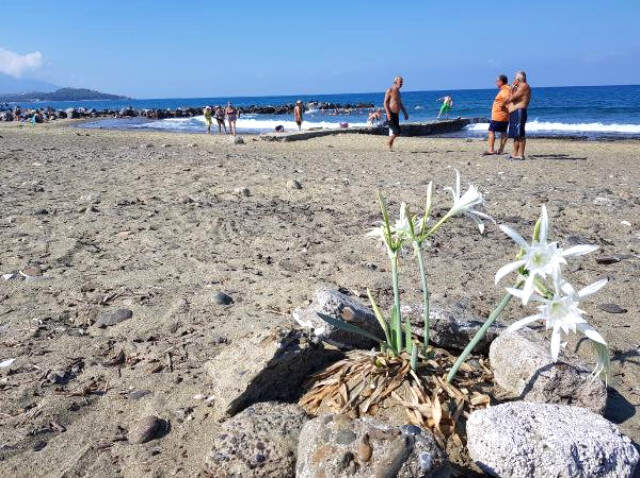 Hatay'da Görülen Kum Zambağını Koparana 48 Bin Lira Para Cezası Uygulanacak