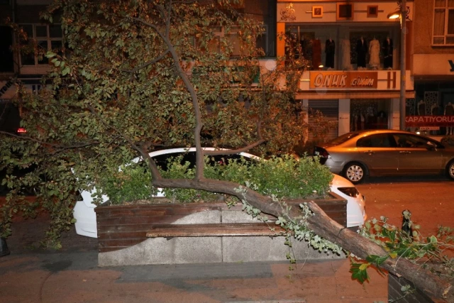 İstanbul'u Kestane Karası Fırtınası Vurdu! Ağaçlar Devrildi, Yollar Kapandı
