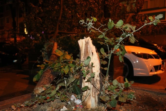 İstanbul'u Kestane Karası Fırtınası Vurdu! Ağaçlar Devrildi, Yollar Kapandı