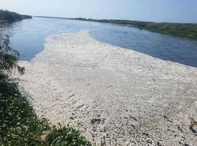 Asi Nehri'nde On Binlerce Balığın Telef Olma Nedeni Oksijen Yetersizliğiymiş