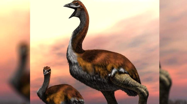 Dünyanın En Büyük Kuşu Bulundu: Boyu 3 Metre!