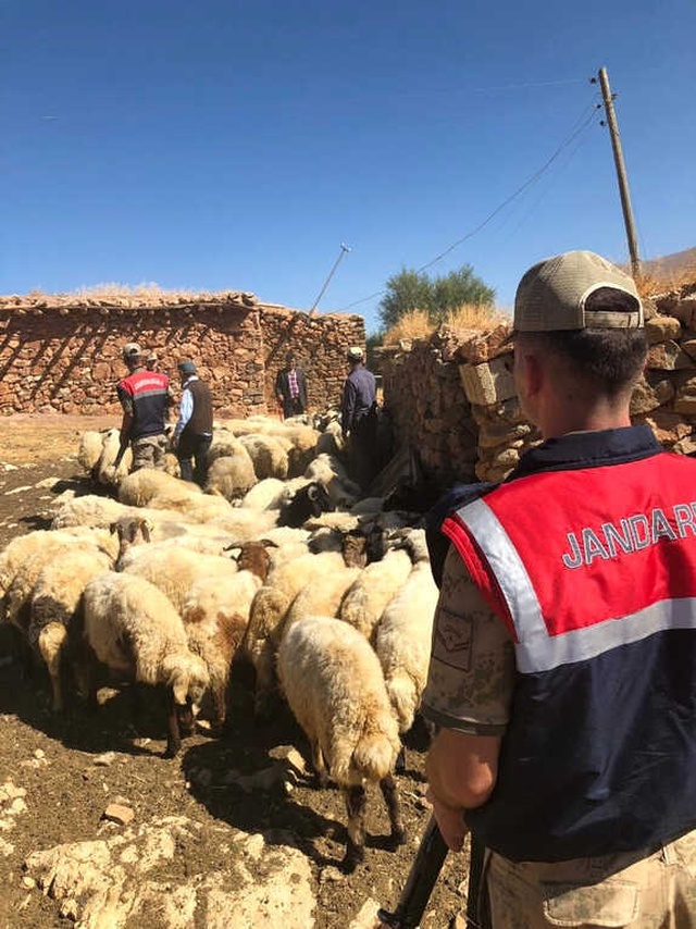 Çalınan 107 Küçükbaş Hayvan, Jandarmanın 50 Kilometrelik Takibi Sonucu Bulundu