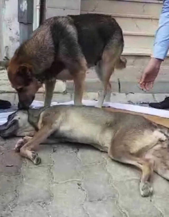 Anne Köpeğin Yavrusu İçin Yardım İstediği Görüntü Herkesi Ağlattı