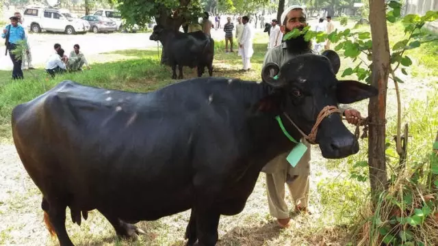 Pakistan Hükümeti Eski Başbakan Navaz Şerif'in Mandalarını Sattı