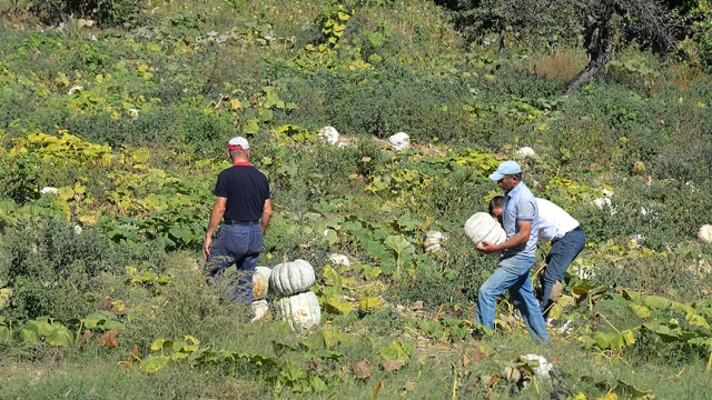 Bilecik'te Yetiştirilen Kestane Kabağı Daha Tarladan Toplanmadan Kapış Kapış Satılıyor