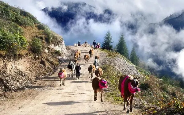 Doğu Karadeniz'de Yaylalardan Köylere Göç Başladı