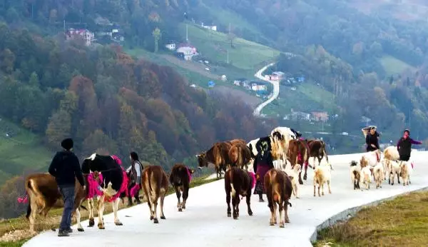 Doğu Karadeniz'de Yaylalardan Köylere Göç Başladı