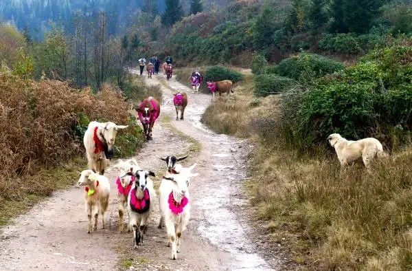 Doğu Karadeniz'de Yaylalardan Köylere Göç Başladı