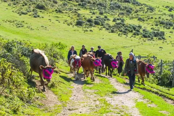 Doğu Karadeniz'de Yaylalardan Köylere Göç Başladı