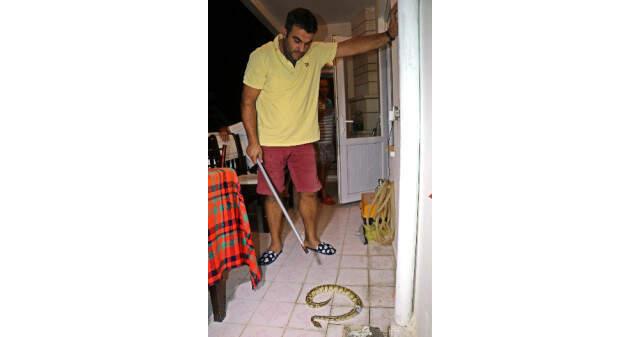 Sihirbaz Aref Ghafouri'nin Arkadaşının Evinden Kaçan Piton Yılanı, Komşunun Balkonunun Su Giderinden Çıktı Sihirbaz Aref Ghafouri'nin Kafesinden Kaçan Piton Yılanı, Komşunun Balkonunun Su Giderinden Çıktı