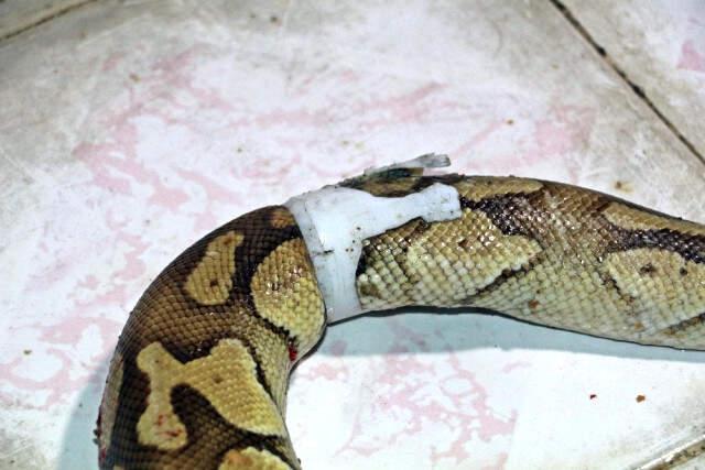 Sihirbaz Aref Ghafouri'nin Arkadaşının Evinden Kaçan Piton Yılanı, Komşunun Balkonunun Su Giderinden Çıktı Sihirbaz Aref Ghafouri'nin Kafesinden Kaçan Piton Yılanı, Komşunun Balkonunun Su Giderinden Çıktı