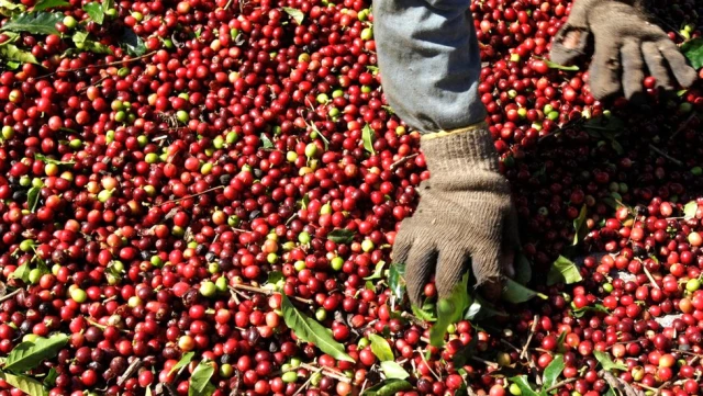 1 Ekim Dünya Kahve Günü: Günümüzün Vazgeçilmez İçeceği Hakkında Bilinmeyen 12 Gerçek
