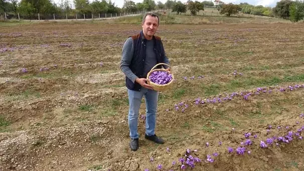 Safranbolu'da Yetiştirilen Safran Bitkisinin Kilosu 30 Bin TL'den Satılıyor